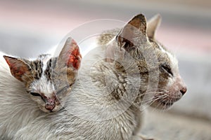 Vagrant sick cats. Homeless wild cats on dirty street in AsiaÂ 